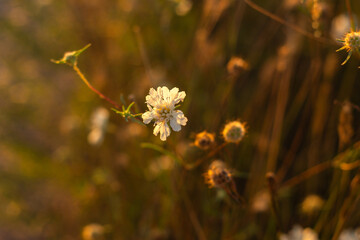 Golden Sunset Reflected in Lake