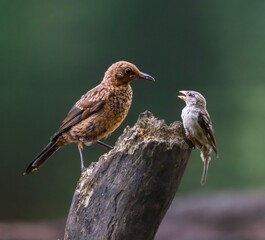 Two birds on a tree stump with a blurred background.