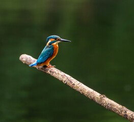 Kingfisher on a Branch