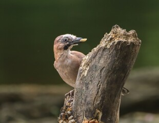 Bird perched on a tree stump with a seed.