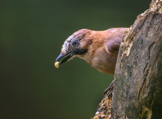 Eurasian Jay with Seed on Tree Trunk