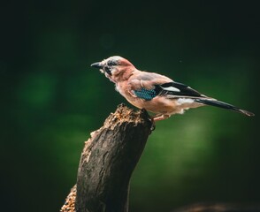 Eurasian Jay in a Green Forest