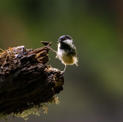 Bird on a Mossy Branch