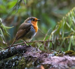 European robin on a mossy branch in a forest.
