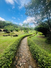 Stone Pathway Winding Through Lush Green Garden