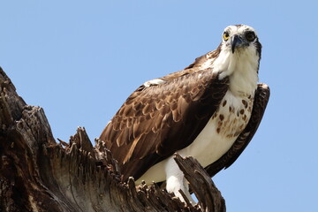 Osprey Watching