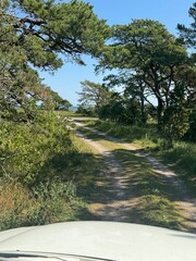 small road in the summer landscape in Gotland, Swedish island in the Baltic sea