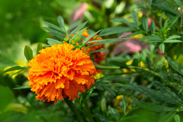 Flower bud called marigold close-up. Blooming yellow-orange flower on a summer flowerbed. Marigold bud in the garden during the flowering period.