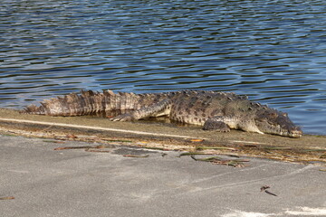 Crocodile Sunning