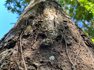Close-up view of textured tree bark with vines and moss in a forest, captured from a low angle against a blurred green canopy and blue sky background.