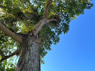 Low angle view of an old mango tree with mossy bark and thick epiphytic plants under a clear blue sky, capturing lush tropical foliage in natural daylight.