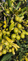 Green grape cluster hanging from vine in a vineyard during late summer in a sunny outdoor setting