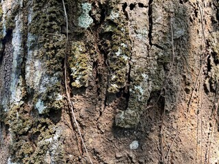 Close-up texture of old mango tree bark with rough, cracked surface and natural moss, captured in daylight for organic, detailed background or nature texture use.