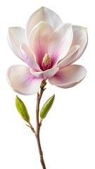 Elegant blooming magnolia flower with delicate petals on white background, close up