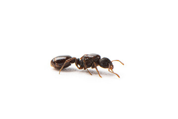One black ant isolated on white background.