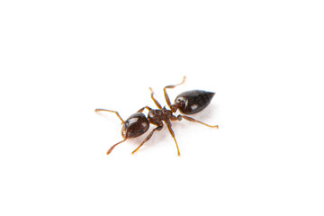 One little black ant isolated on a white background.