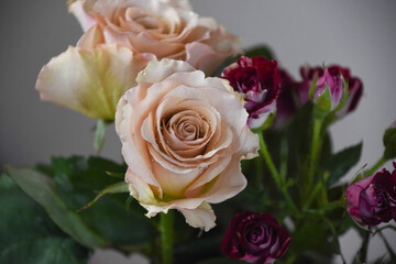 コーラルピンクと赤のばら