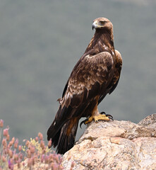 a powerful golden eagle in spain