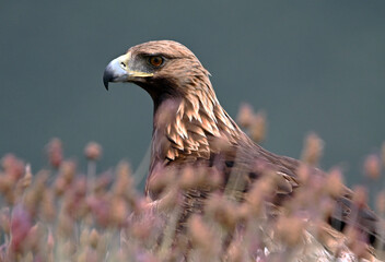 a powerful golden eagle in the mountain on spain