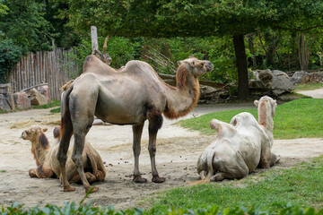 Fototapeta premium Two female and one male of Bactrian camels, (Camelus bactrianus).