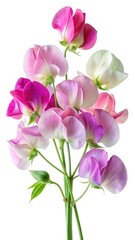 Delicate arrangement of colorful sweet pea flowers on a stark white background