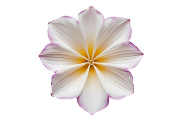 Fototapeta premium A beautiful symmetrical flower with white and yellow petals tipped in purple, isolated on a white transparent background.