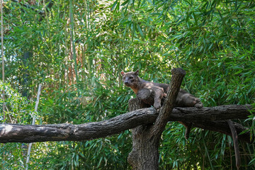 A fossa (Cryptoprocta ferox) perches on a tree branch.