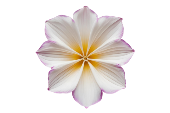 A beautiful symmetrical flower with white and yellow petals tipped in purple, isolated on a white transparent background.