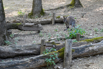 Bennett's wallaby (Macropus rufogriseus), also red-necked wallaby, a small marsupial that lives on the oceanic continent.