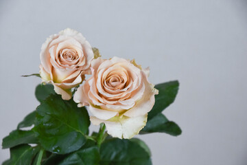 コーラルピンクのばら