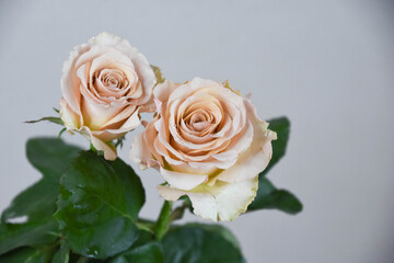 コーラルピンクのばら