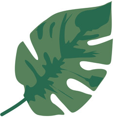 green leaf on white background