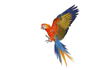 Colorful flying Camelot Macaw parrot isolated on transparent background png file