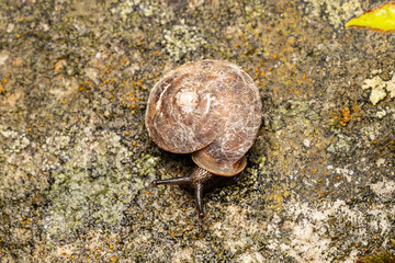 Escargot des rochers (Helicigona lapicida) en déplacement sur un rocher recouvert de lichens — macro