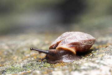 Escargot des rochers (Helicigona lapicida) en déplacement sur un rocher recouvert de lichens —...