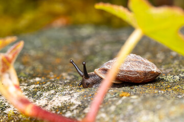 Escargot des rochers (Helicigona lapicida) en déplacement sur un rocher recouvert de lichens —...