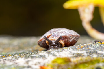 Escargot des rochers (Helicigona lapicida) en déplacement sur un rocher recouvert de lichens —...
