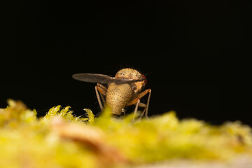 Mouche Helina impuncta sur une mousse en forêt — macro naturaliste