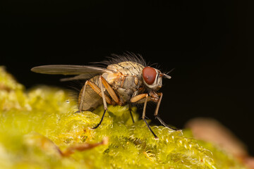 Mouche Helina impuncta sur une mousse en forêt — macro naturaliste