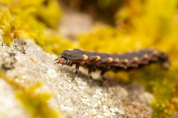 Ver luisant (Lampyris noctiluca) rampant sur une mousse en milieu forestier — macro naturaliste