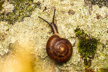 Escargot des rochers (Helicigona lapicida) en déplacement sur un rocher recouvert de lichens — macro