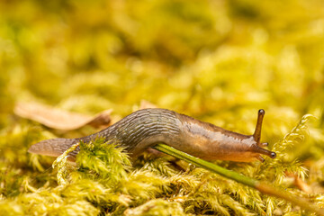 Limace marginée (Lehmannia marginata) rampant sur une mousse forestière — macro naturaliste