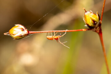 Araignée Nigma flavescens sur feuille, camouflée par sa couleur vert pâle — macro naturaliste...