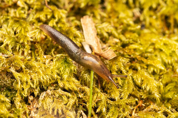 Limace marginée (Lehmannia marginata) rampant sur une mousse forestière — macro naturaliste