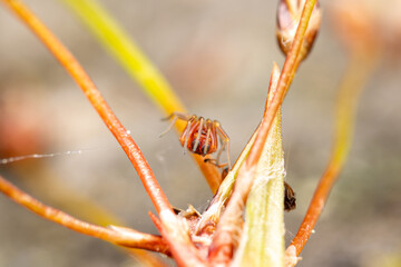 Araignée Nigma flavescens sur feuille, camouflée par sa couleur vert pâle — macro naturaliste...