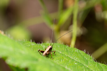 Juvénile de Decticelle cendrée (Pholidoptera griseoaptera) sur feuille verte – orthoptère français en macro photographie