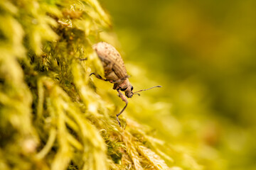 Charançon Polydrusus cervinus sur mousse jaune – macro photographie naturaliste du coléoptère...