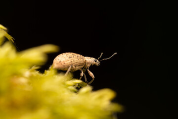 Charançon Polydrusus cervinus sur mousse jaune – macro photographie naturaliste du coléoptère Curculionidae