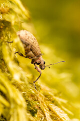 Charançon Polydrusus cervinus sur mousse jaune – macro photographie naturaliste du coléoptère Curculionidae