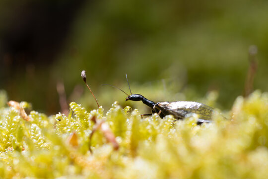Phaeostigma notata sur mousse &ndash; Adulte de l&rsquo;ordre des Raphidiopt&egrave;res, macro photographie naturaliste